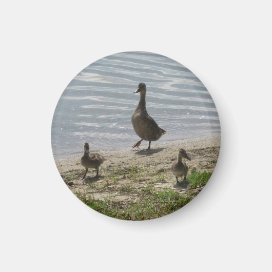 Ducks Magnet (Vorne)