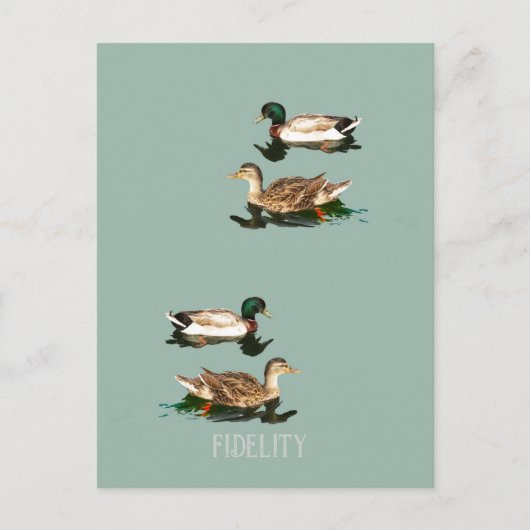 Ducks mallards essbare Zuckerguss Runden Postkarte (Vorderseite)