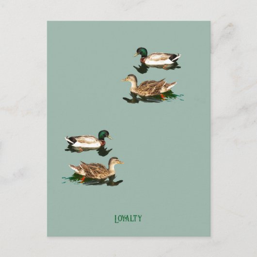 Ducks mallards feiertagspostkarte (Vorderseite)