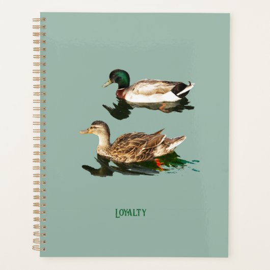 Ducks mallards planer (Vorderseite)