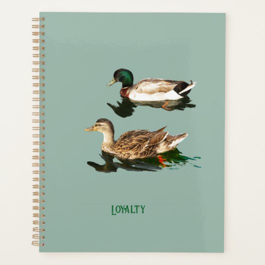 Ducks mallards planer (Vorderseite)