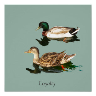 Ducks mallards poster