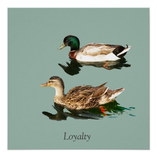 Ducks mallards poster (Vorderseite)