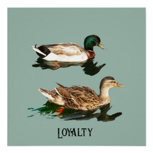 Ducks mallards poster (Vorderseite)