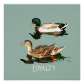 Ducks mallards poster (Vorderseite)