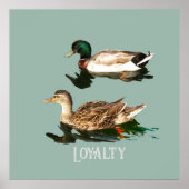 Ducks mallards poster (Vorne)