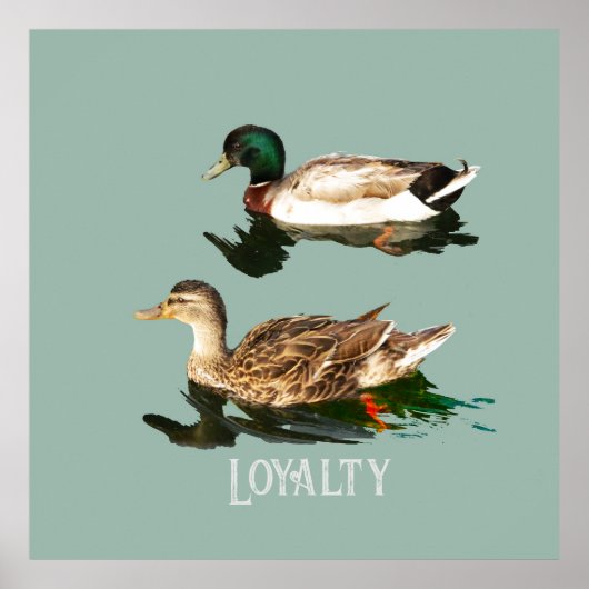 Ducks mallards poster (Vorne)