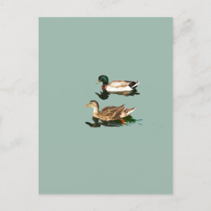 Ducks mallards postkarte