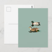 Ducks mallards postkarte (Vorne/Hinten)