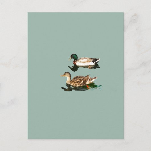 Ducks mallards postkarte (Vorderseite)
