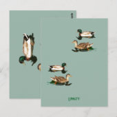Ducks mallards postkarte (Vorne/Hinten)