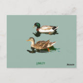 Ducks mallards postkarte (Rückseite)