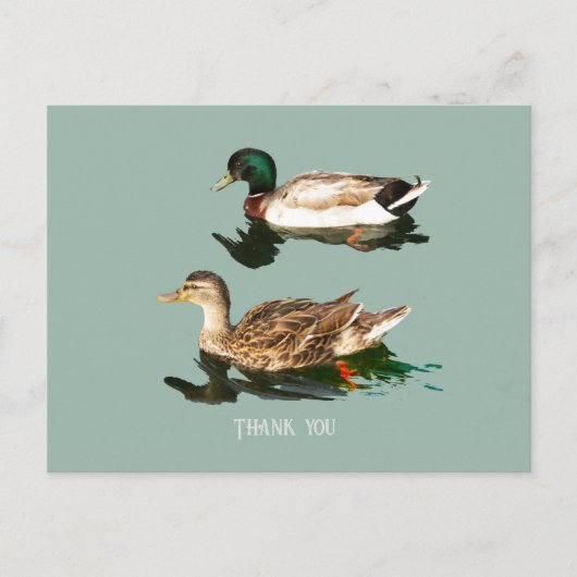 Ducks mallards postkarte (Vorderseite)