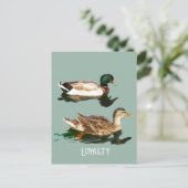 Ducks mallards postkarte (Stehend Vorderseite)