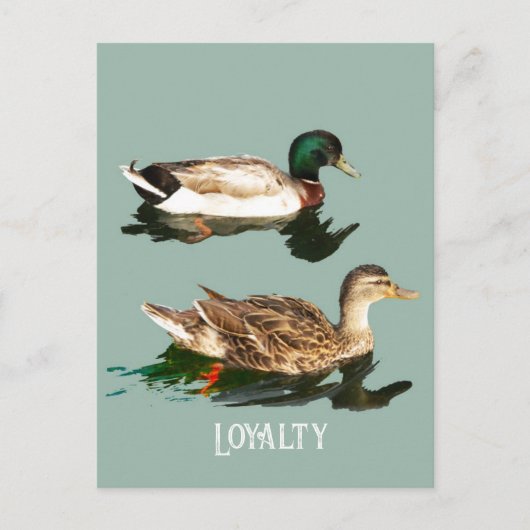 Ducks mallards postkarte (Vorderseite)