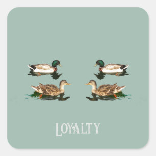Ducks mallards quadratischer aufkleber