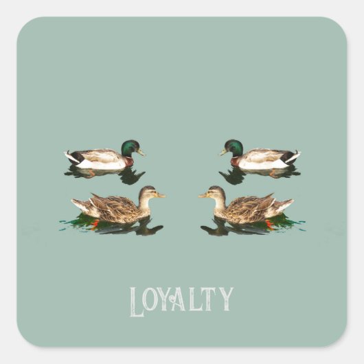 Ducks mallards quadratischer aufkleber (Vorderseite)
