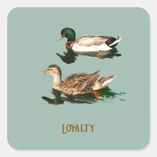 Ducks mallards quadratischer aufkleber