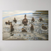 Ducks Swimming Poster (Vorne)