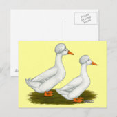 Ducks: White Crested Postkarte (Vorne/Hinten)