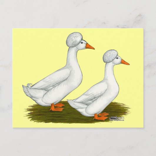 Ducks: White Crested Postkarte (Vorderseite)