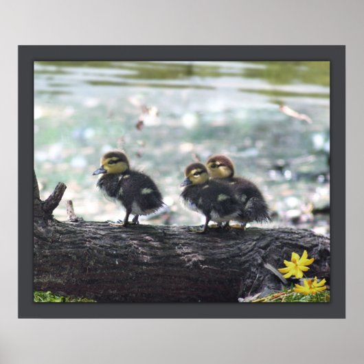Ducky Print -24x20 -andere Größen verfügbar Poster (Vorne)