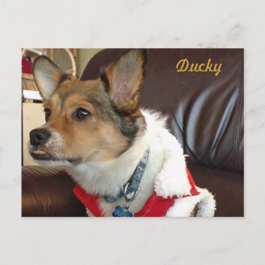 Ducky the Dog Postcard Postkarte (Vorderseite)
