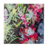 Dudleya-Küste an der Stelle Reyes National Seehote Fliese (Vorderseite)