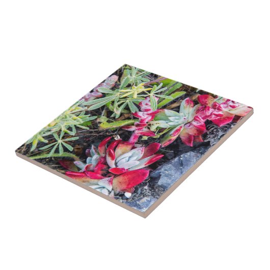 Dudleya-Küste an der Stelle Reyes National Seehote Fliese (Seite)