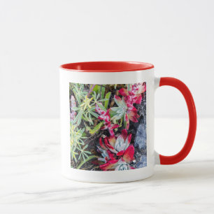 Dudleya-Küste an der Stelle Reyes National Seehote Tasse