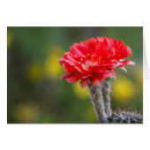 Duet of Firelight Cactus Blume (Vorderseite (Horizontal))
