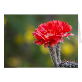 Duet of Firelight Cactus Blume