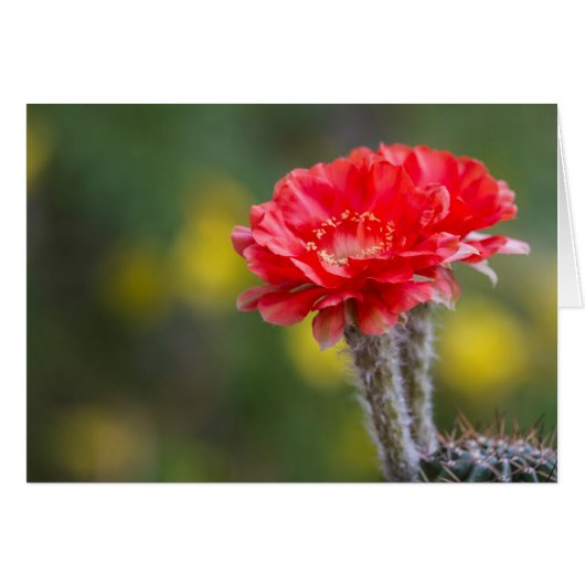 Duet of Firelight Cactus Blume (Vorderseite (Horizontal))