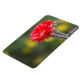Duet of Firelight Cactus Blume Magnet (Linke Seite)