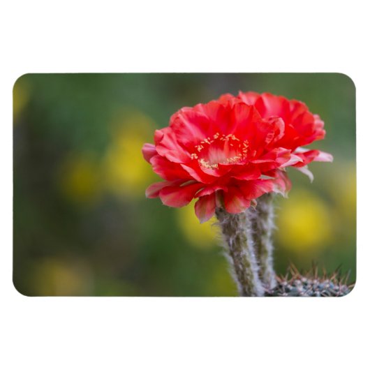 Duet of Firelight Cactus Blume Magnet (Horizontal)