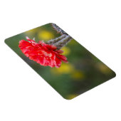Duet of Firelight Cactus Blume Magnet (Rechte Seite)