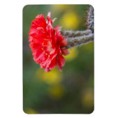Duet of Firelight Cactus Blume Magnet (Vertikal)