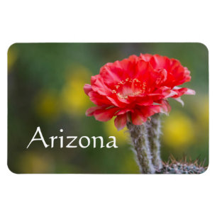 Duett der Blume von Feuerlicht, Arizona Magnet