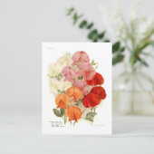 Duft-Platterbsen Postkarte (Stehend Vorderseite)