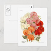 Duft-Platterbsen Postkarte (Vorne/Hinten)