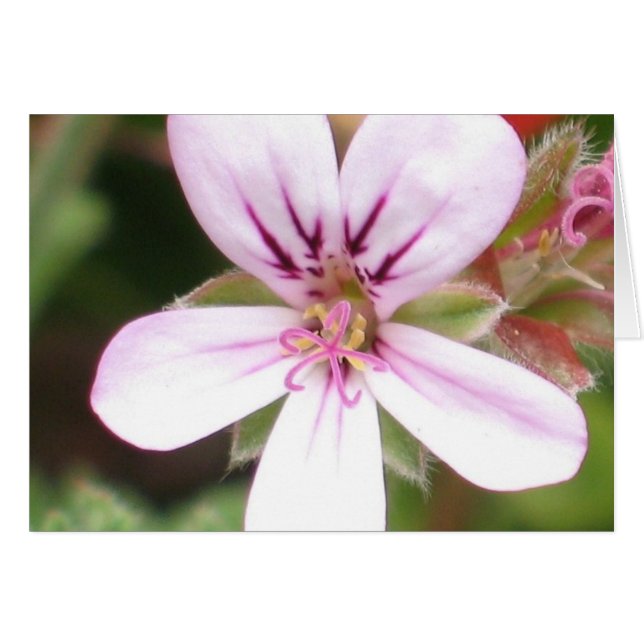 Duftende Pelargonie-Karte (Vorderseite (Horizontal))