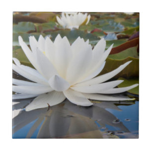 Duftende Seerose (Nymphaea Odorata) im Caddo Fliese