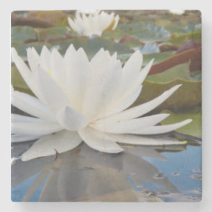 Duftende Seerose (Nymphaea Odorata) im Caddo Steinuntersetzer