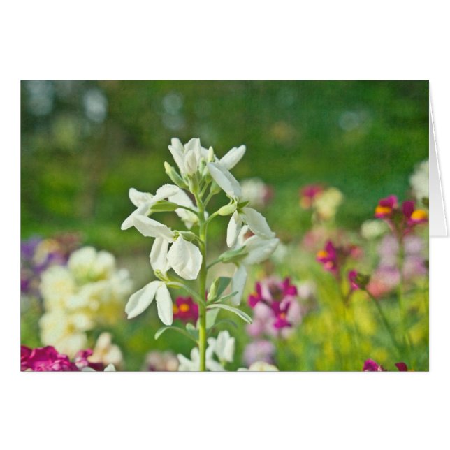 Duftgarten (Vorderseite (Horizontal))