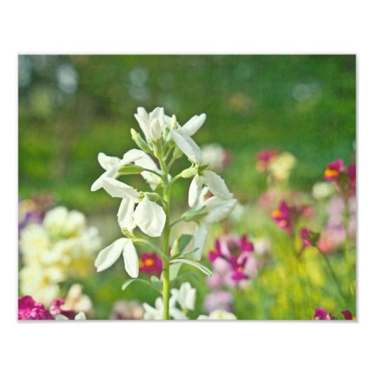 Duftgarten Fotodruck (Vorne)