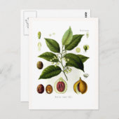 Duftstoffe aus Myristica (Muskatnuss) Postkarte (Vorne/Hinten)