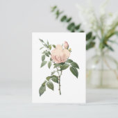 Dufttee-Rose von Redouté Postkarte (Stehend Vorderseite)