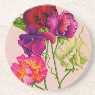 Duftwicke in Lila und Rosa Getränkeuntersetzer