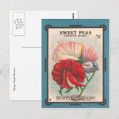Duftwicken Postkarte (Vorne/Hinten)