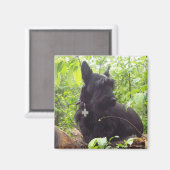 "Duide" Scottish Terrier Magnet (Vorderseite/Rückseite)